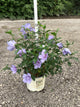 Hibiscus syriacus 'Notwoodthree'
