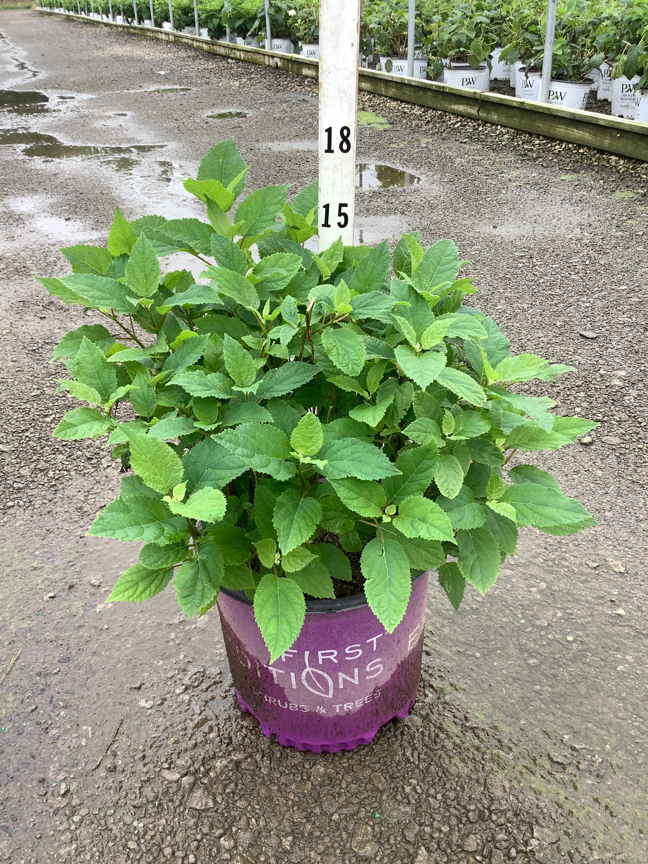 Hydrangea arborescens 'Flowerfull'
