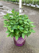 Hydrangea arborescens 'Flowerfull'