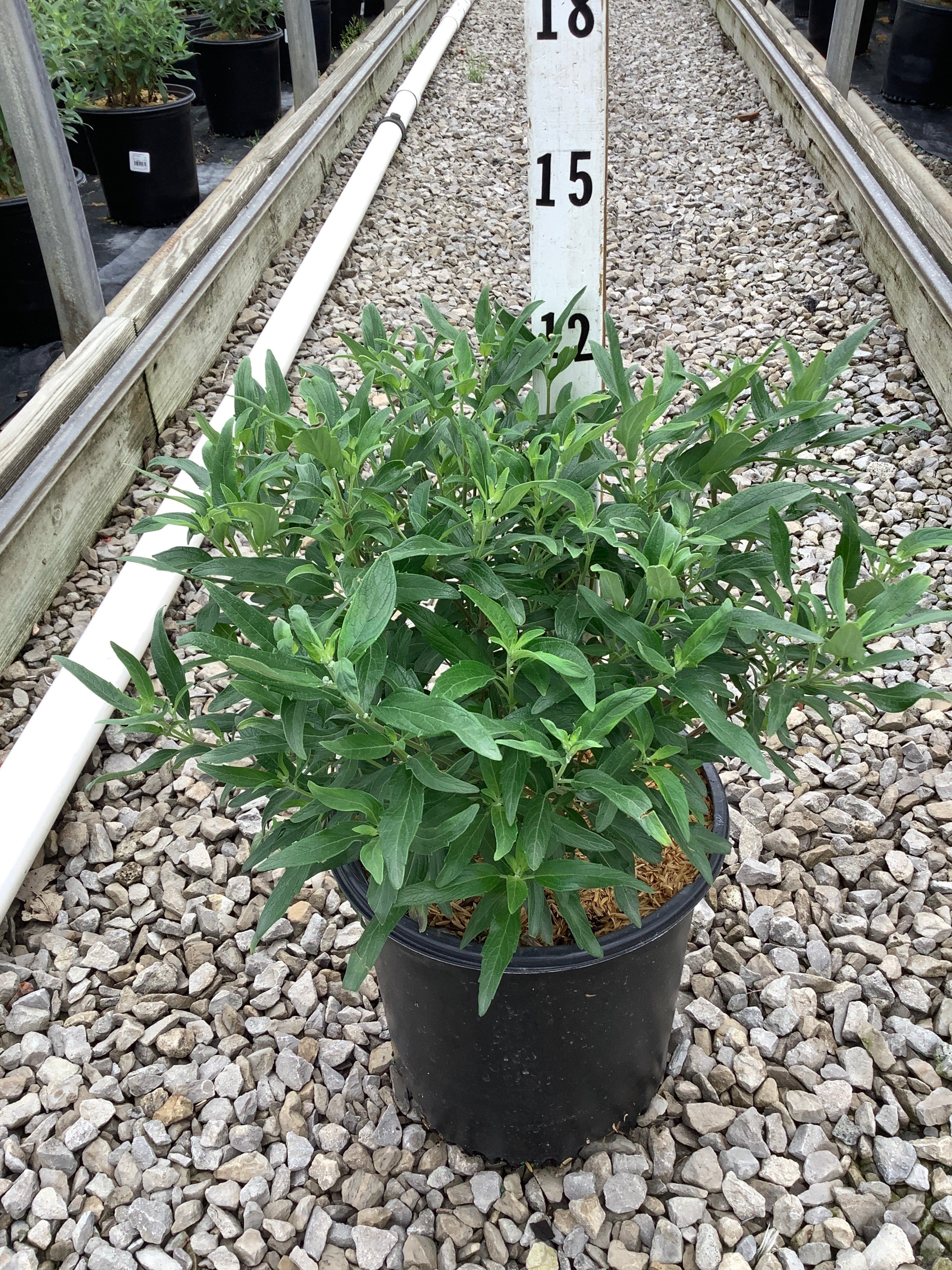 Caryopteris x clandonensis 'Minibleu'