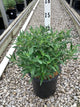 Caryopteris x clandonensis 'Minibleu'