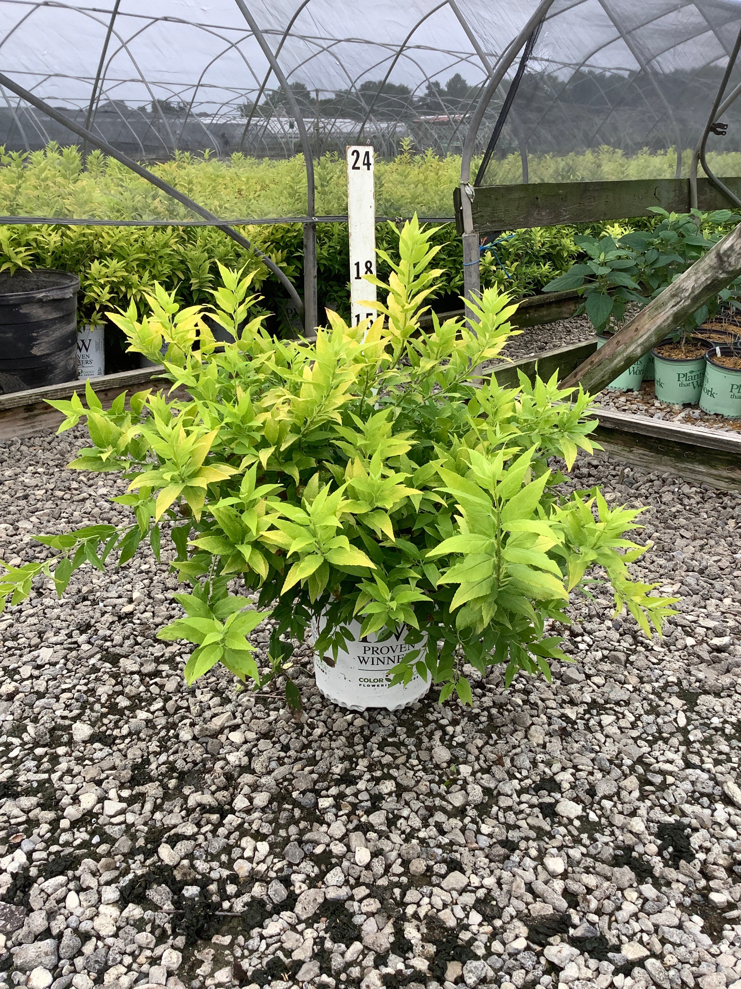 Deutzia gracilis 'Chardonnay Pearls'