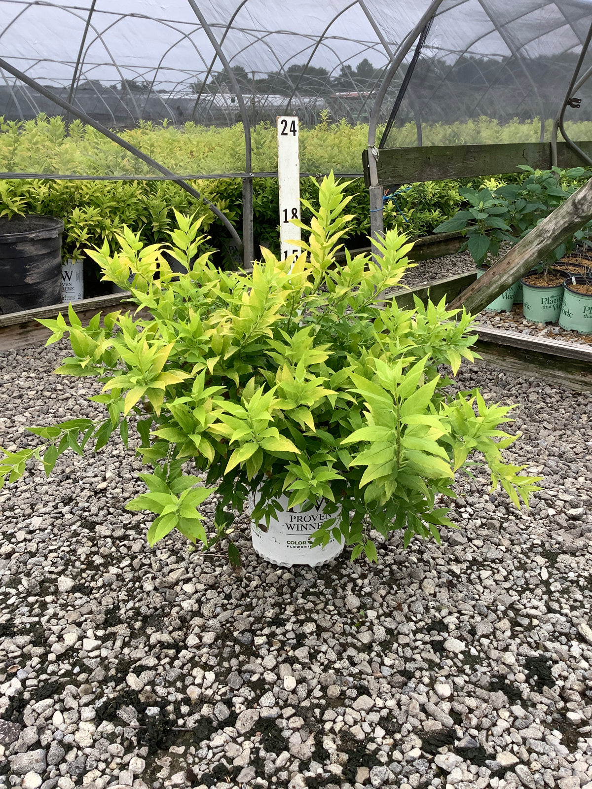 Deutzia gracilis 'Chardonnay Pearls'