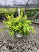 Deutzia gracilis 'Chardonnay Pearls'