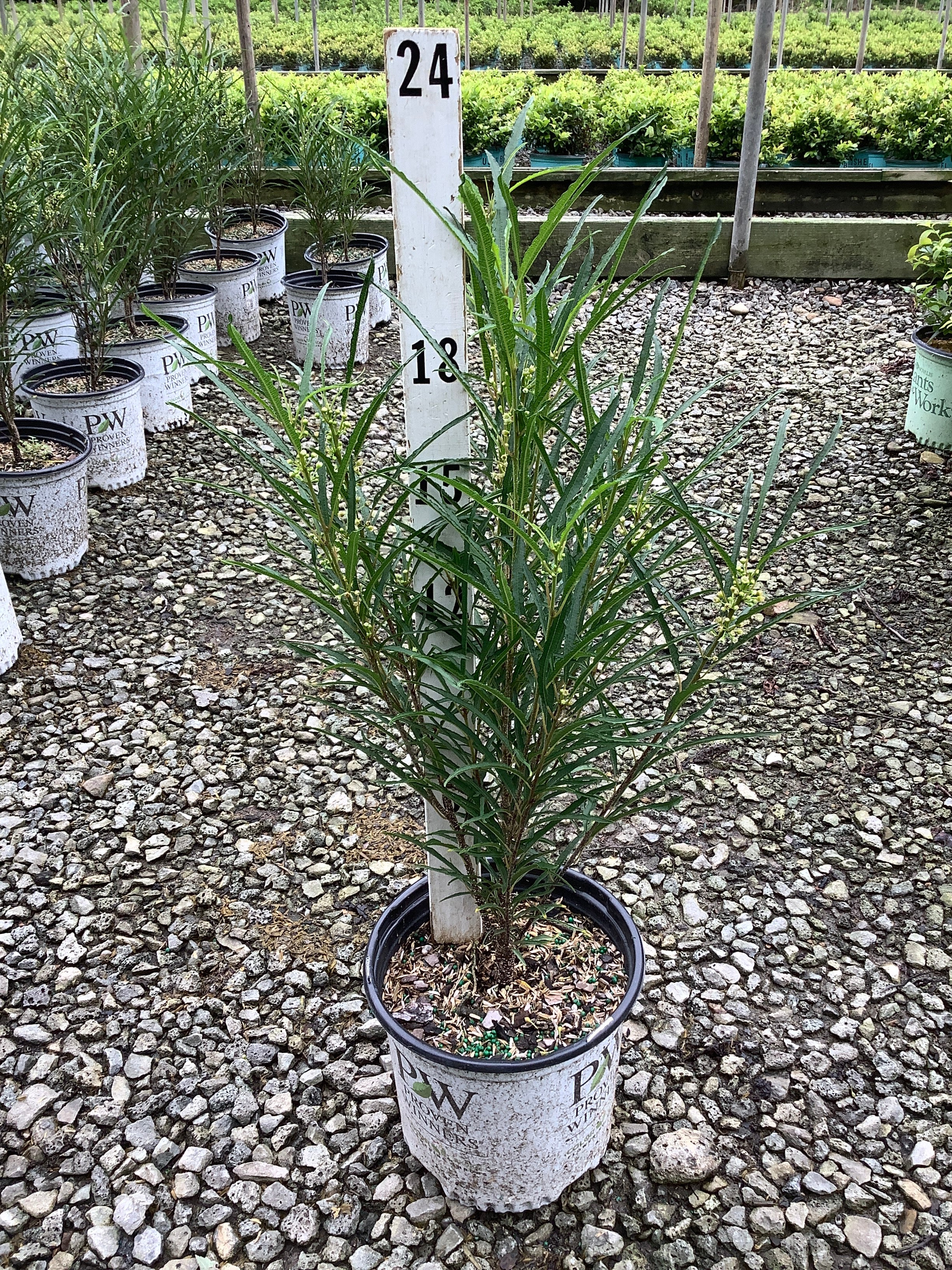 Rhamnus frangula 'Ron Williams'