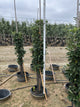 Malus domestica 'Tasty Red'
