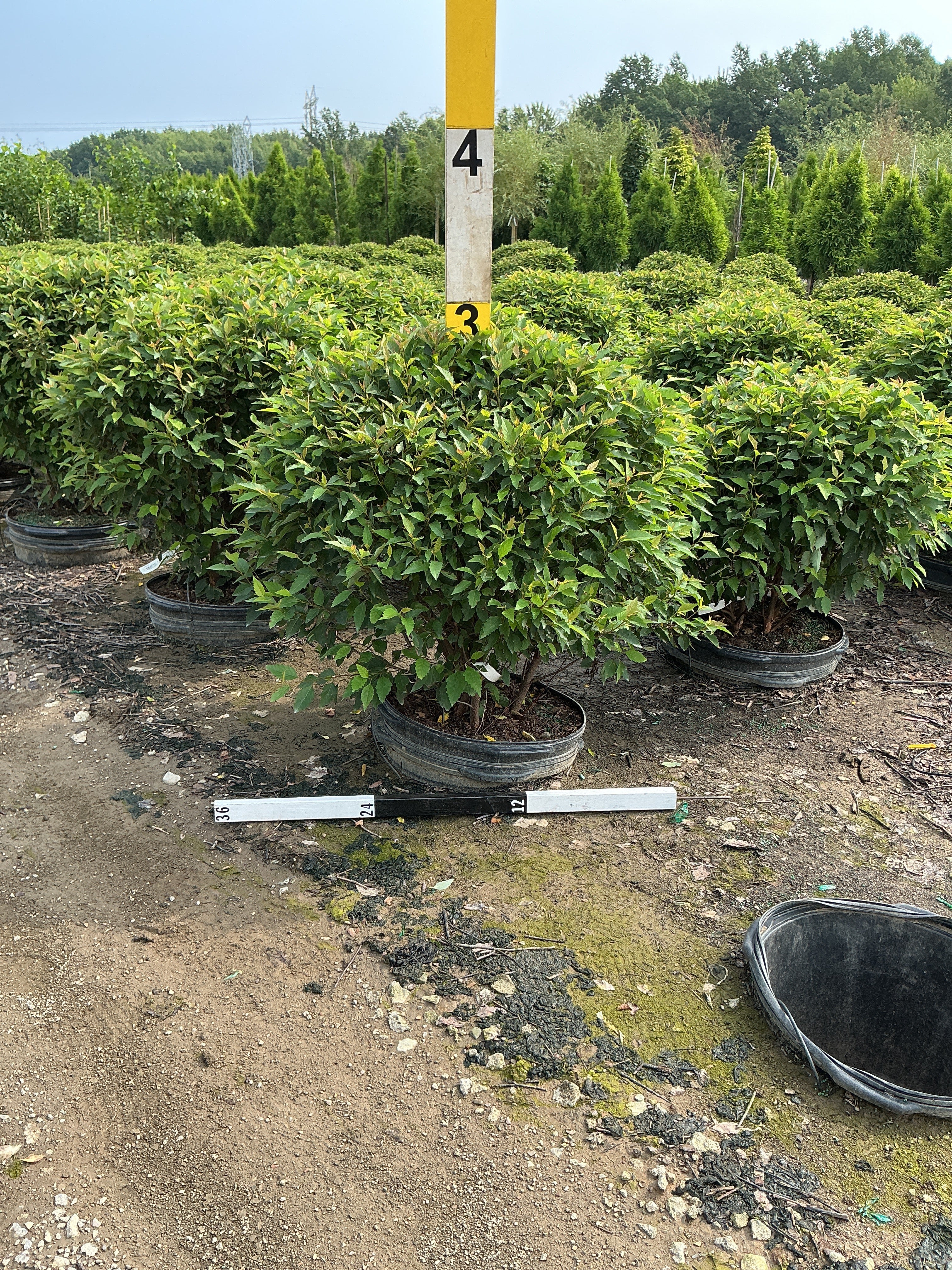 Betula nigra 'Little King'
