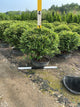 Betula nigra 'Little King'