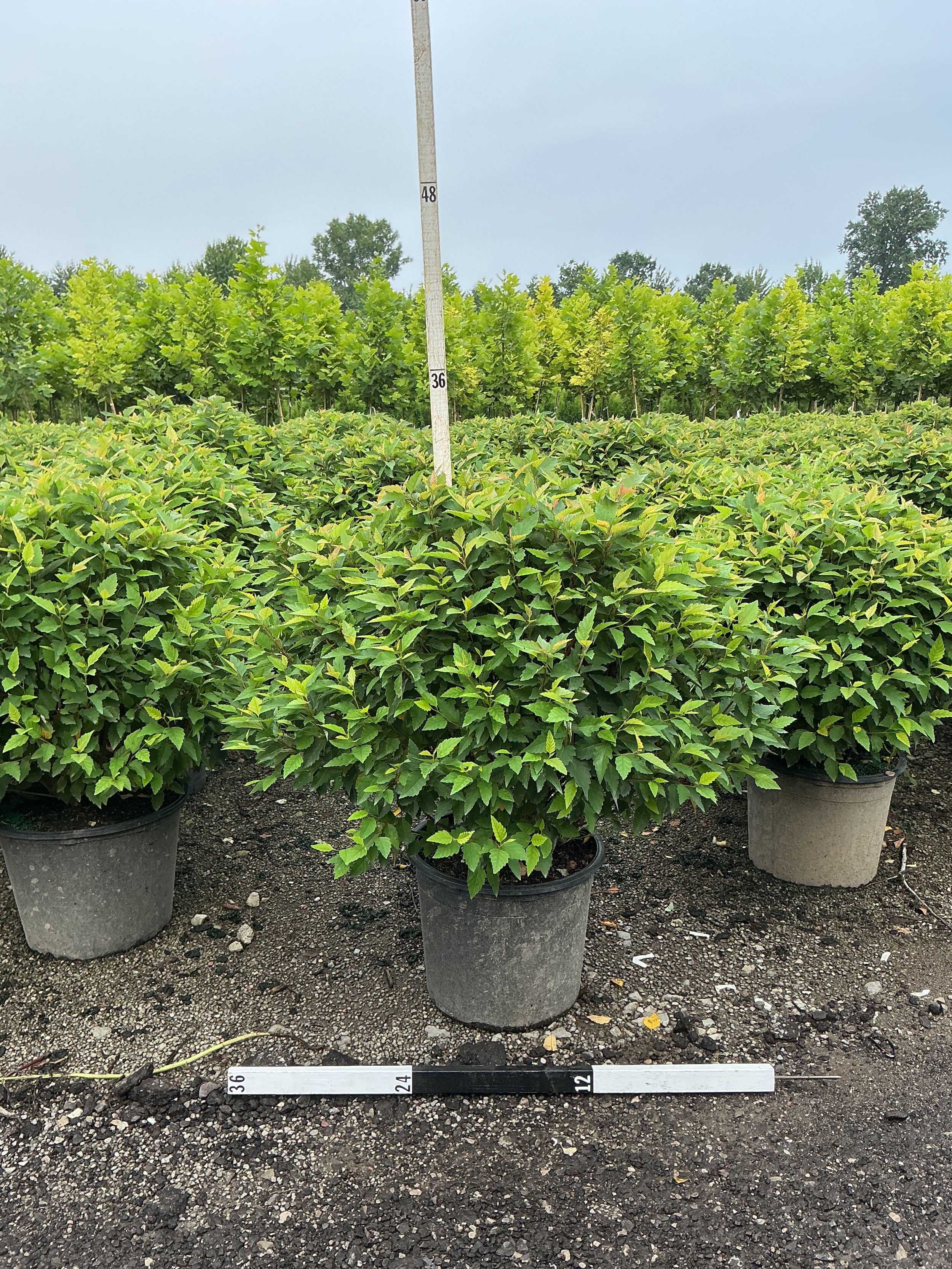 Betula nigra 'Little King'