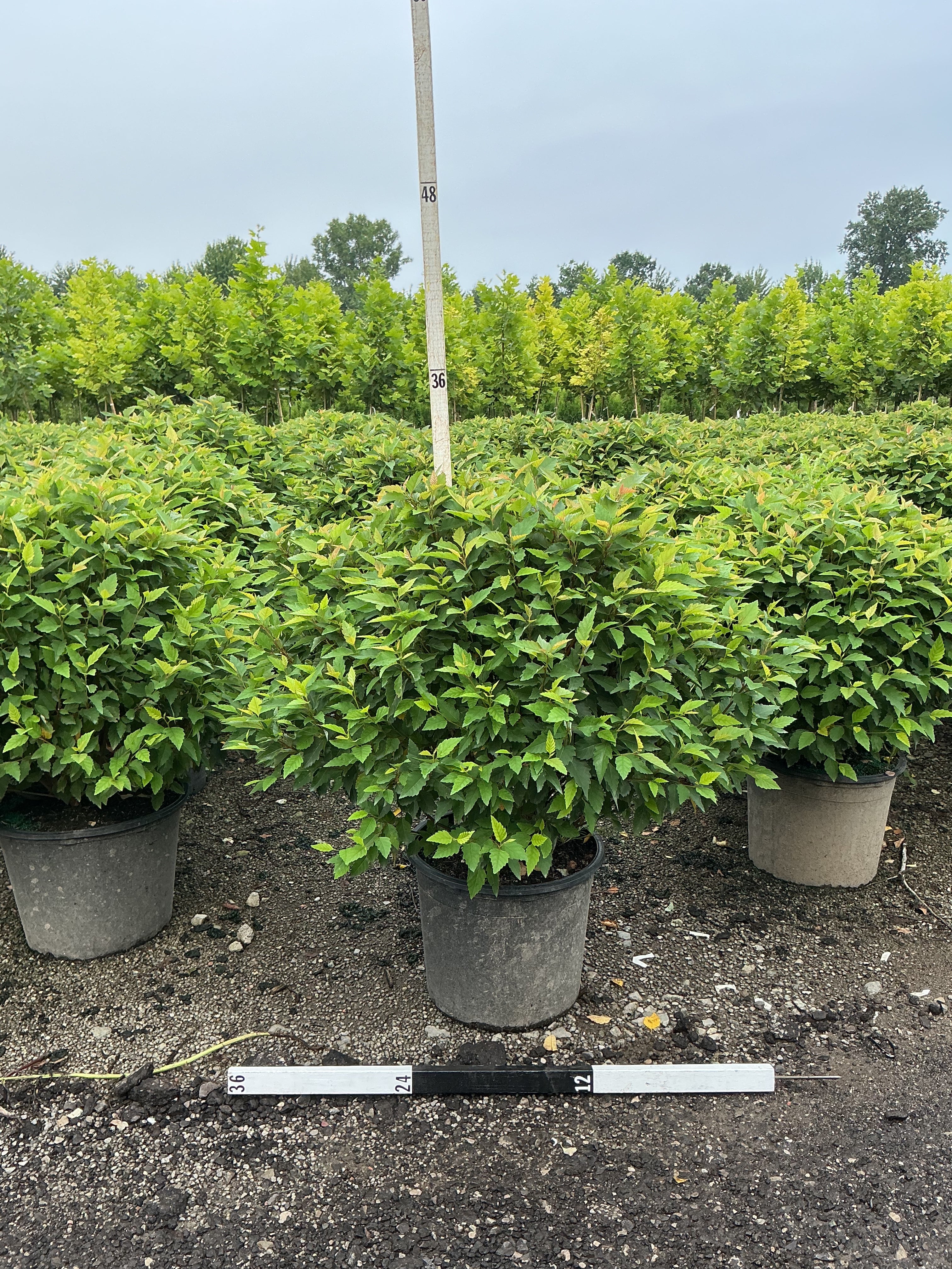 Betula nigra 'Little King'
