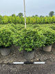 Betula nigra 'Little King'