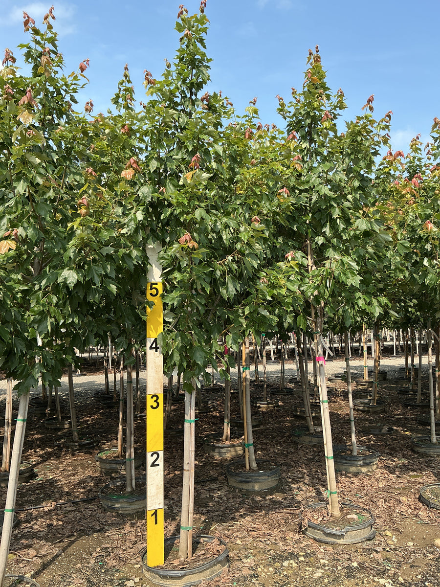 Acer rubrum 'Franksred' â€” G15 96