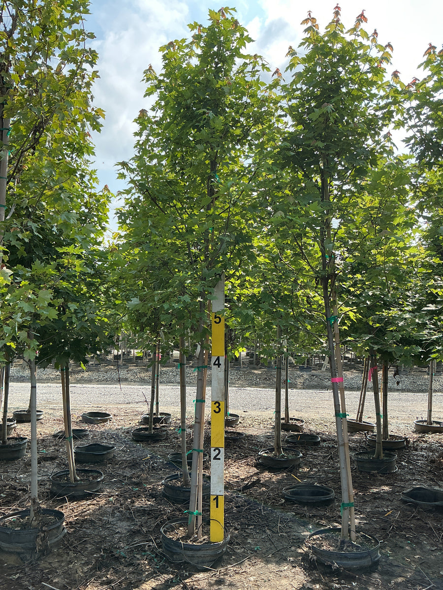 Acer x freemanii 'Jeffersred' â€” G15 96
