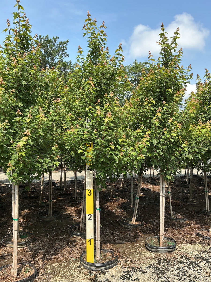 Acer rubrum 'Frank Jr.' â€” G15 84