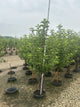 Malus 'Fruit Cripps Pink'