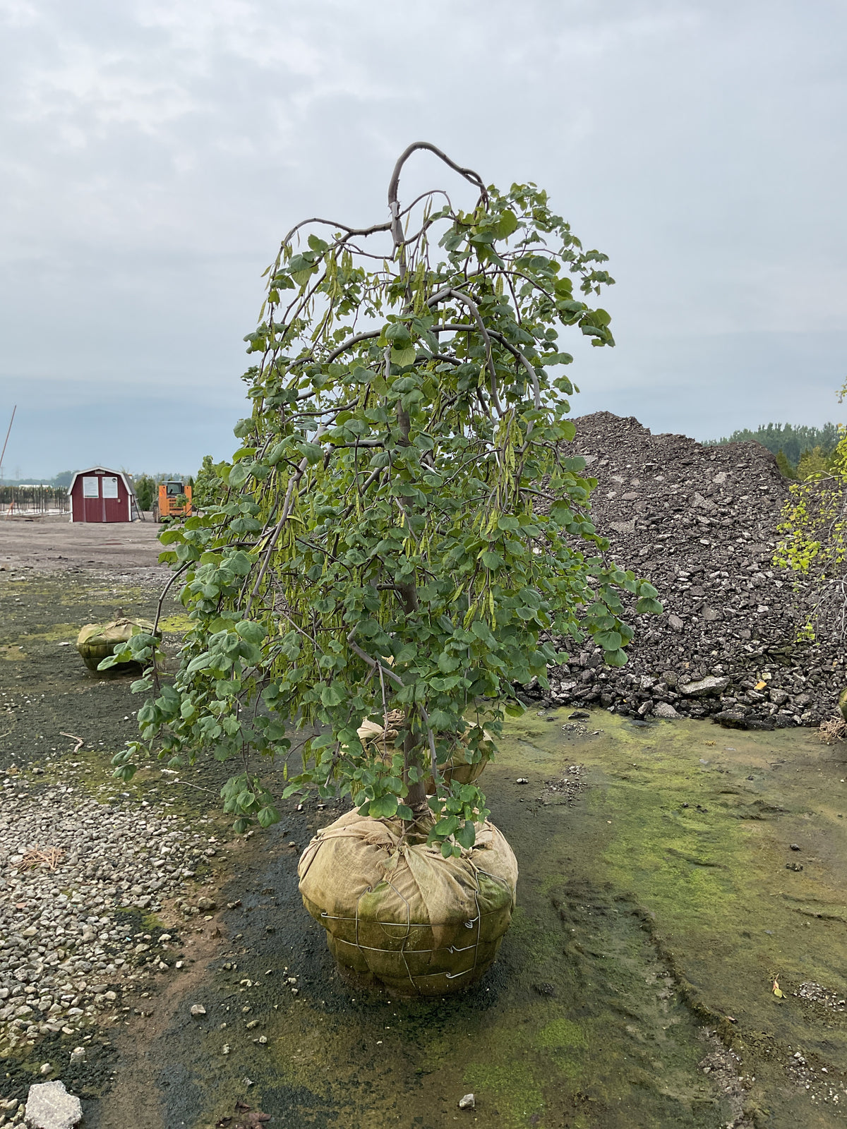 Cercis canadensis 'Covey'