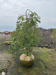 Cercis canadensis 'Covey'