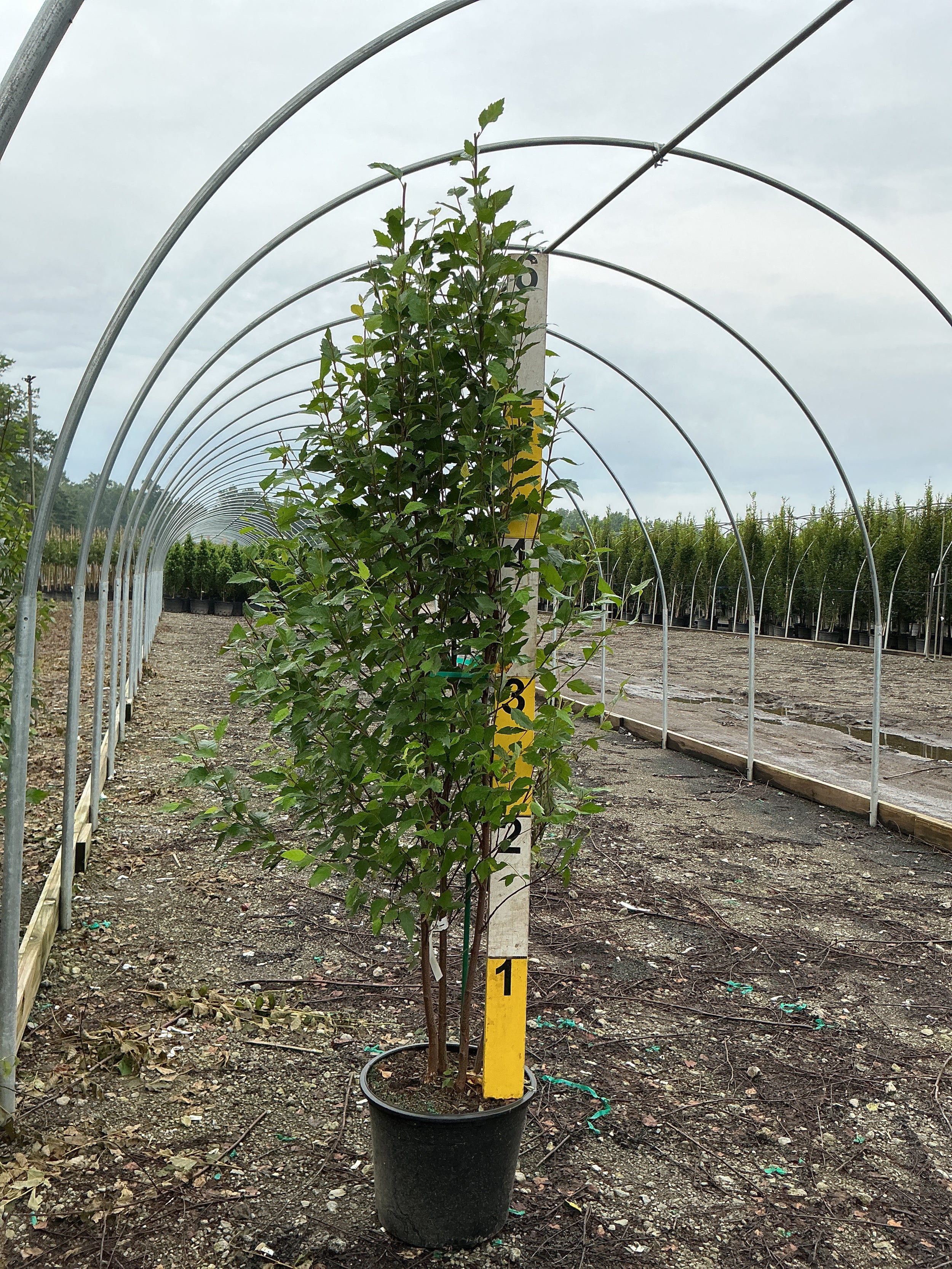 Betula nigra 'Cully'