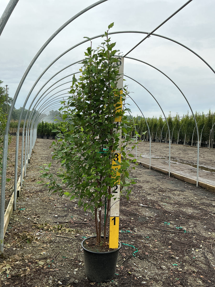 Betula nigra 'Cully'