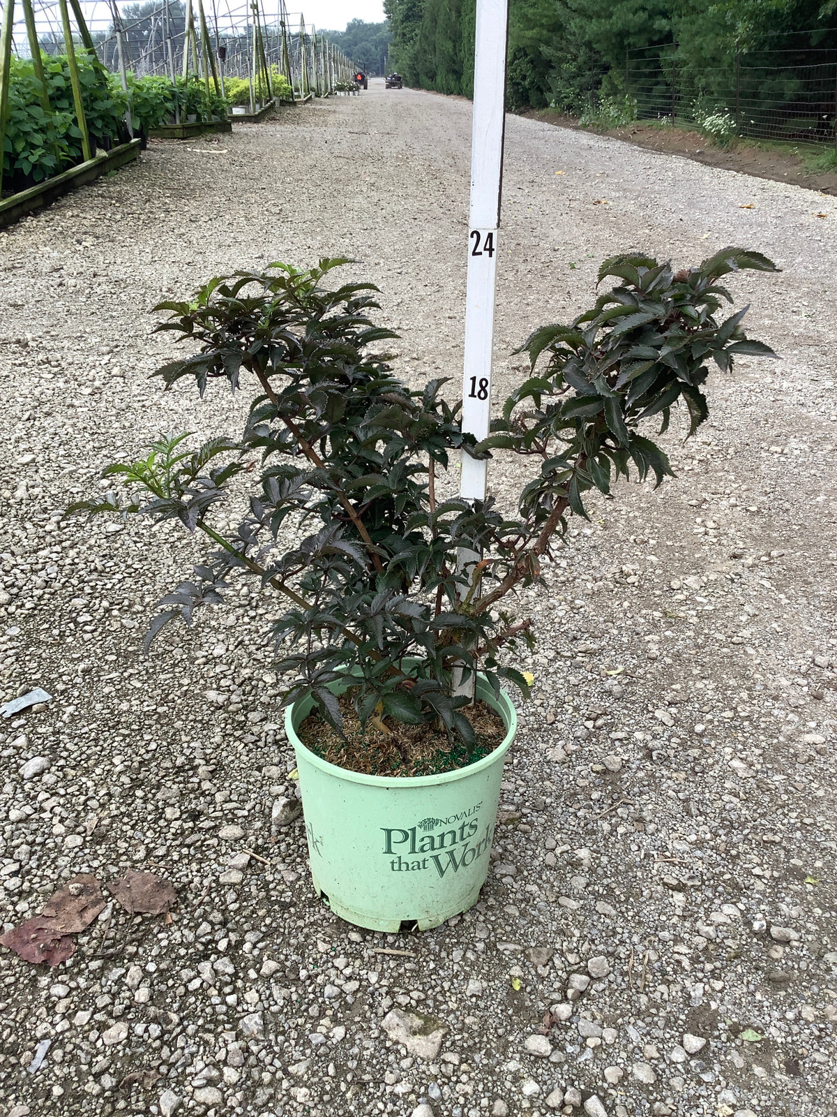 Sambucus nigra 'Eiffel 1' BLACK TOWER