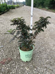 Sambucus nigra 'Eiffel 1' BLACK TOWER