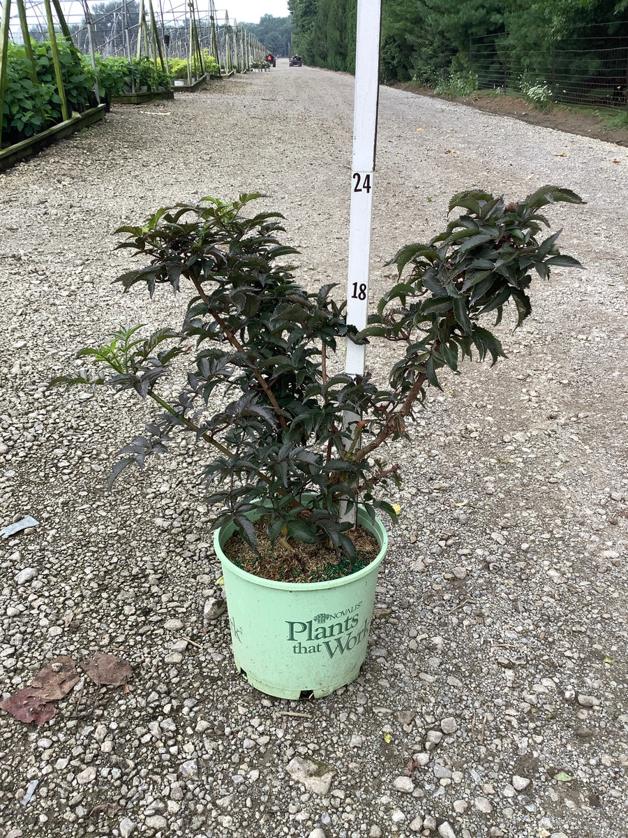 Sambucus nigra 'Eiffel 1' BLACK TOWER