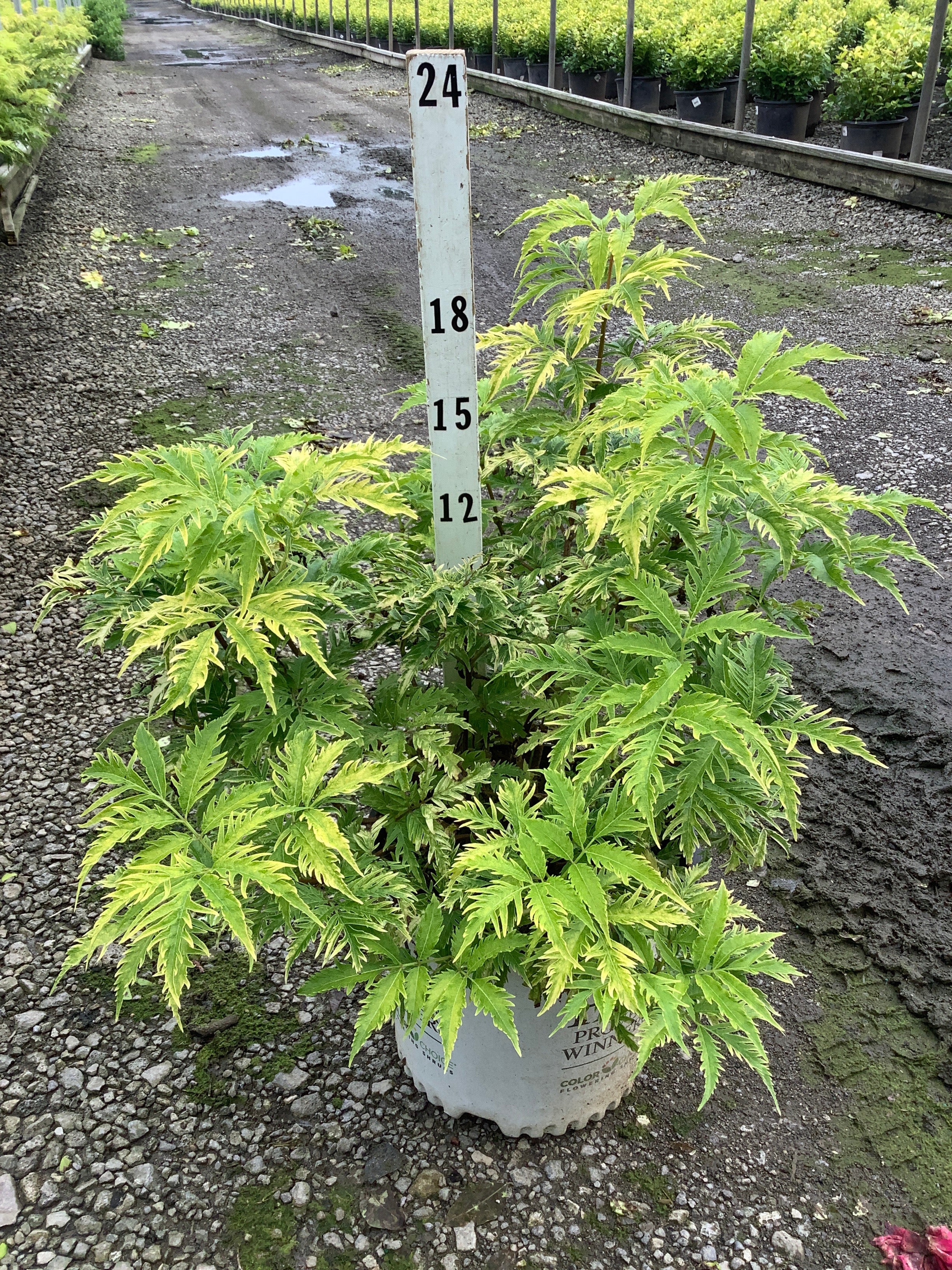 Sambucus lemony 'Lace'