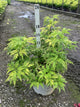Sambucus lemony 'Lace'