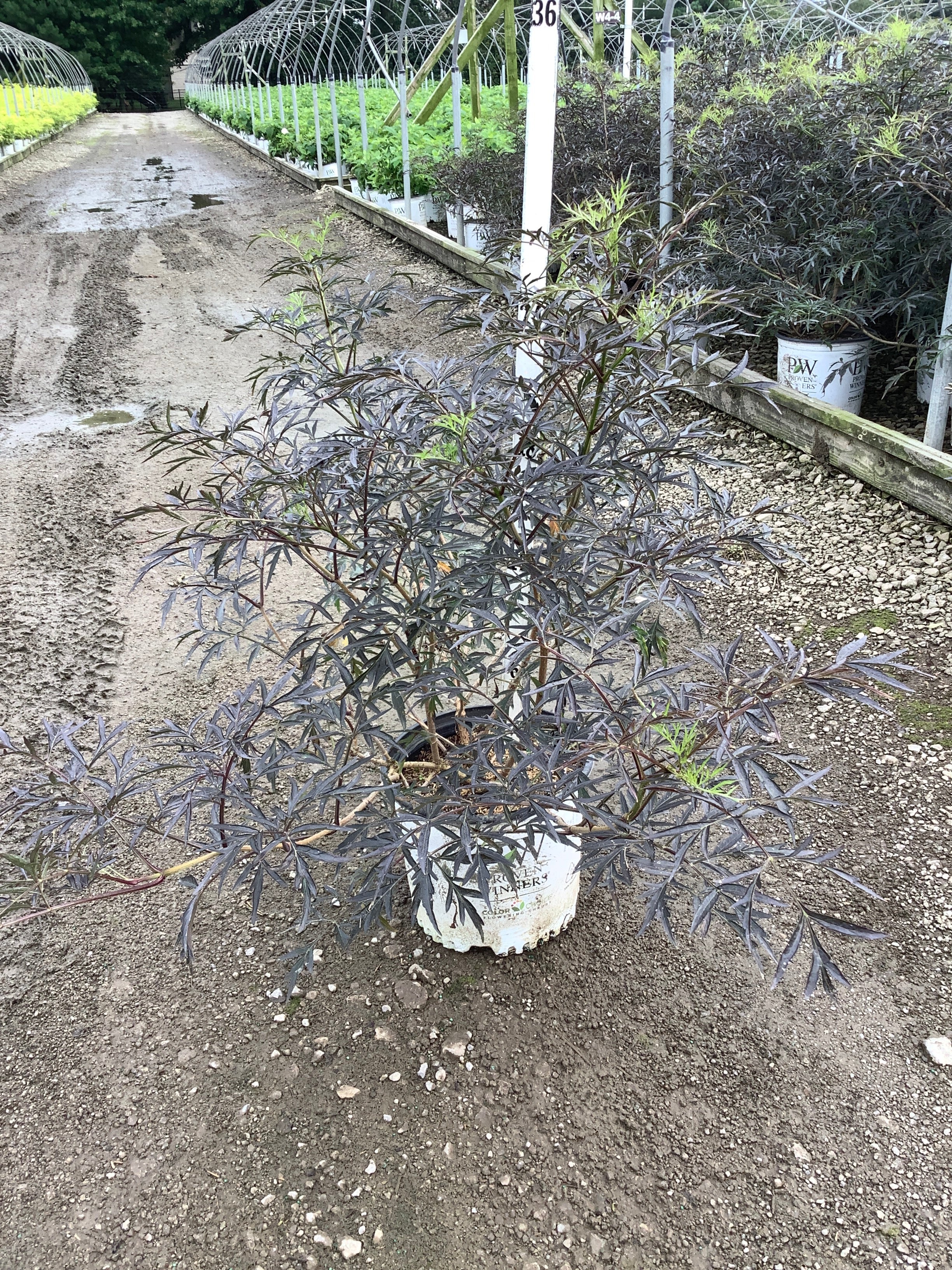 Sambucus nigra 'Eva'