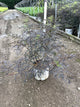 Sambucus nigra 'Eva'