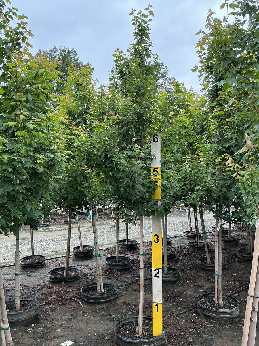 Acer rubrum 'Sun Valley' â€” G15 96