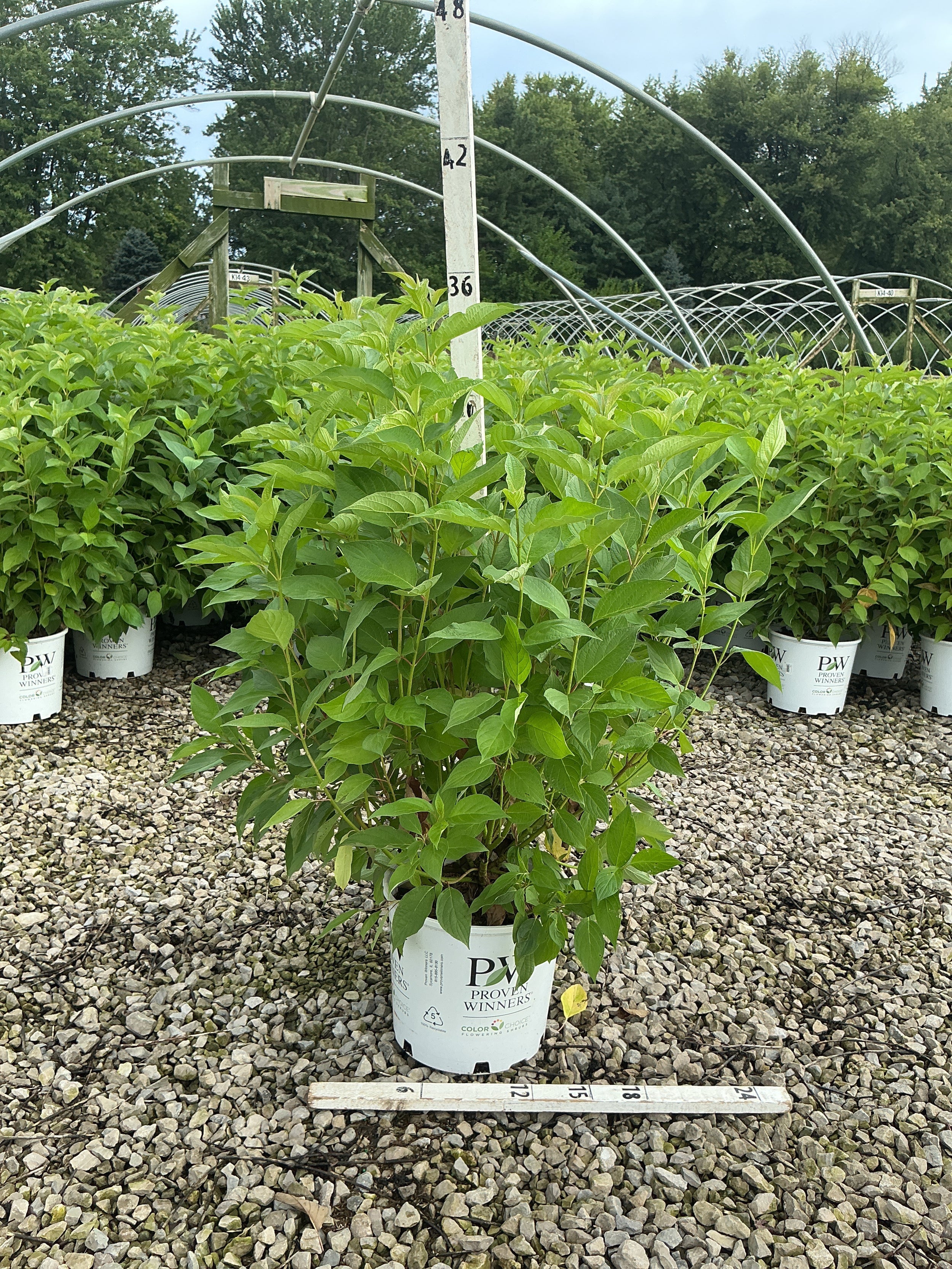 Cornus stolonifera 'Arctic Fire Red'
