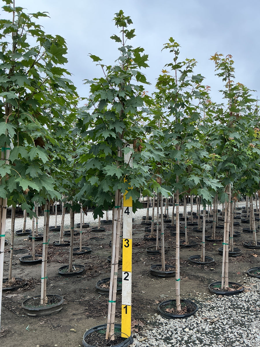 Acer saccharum 'Green Mountain' â€” G15 96