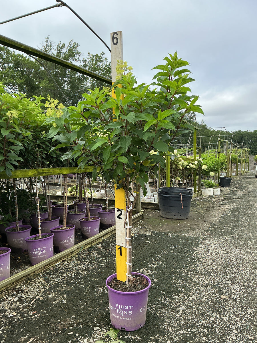Hydrangea paniculata 'Renhy'