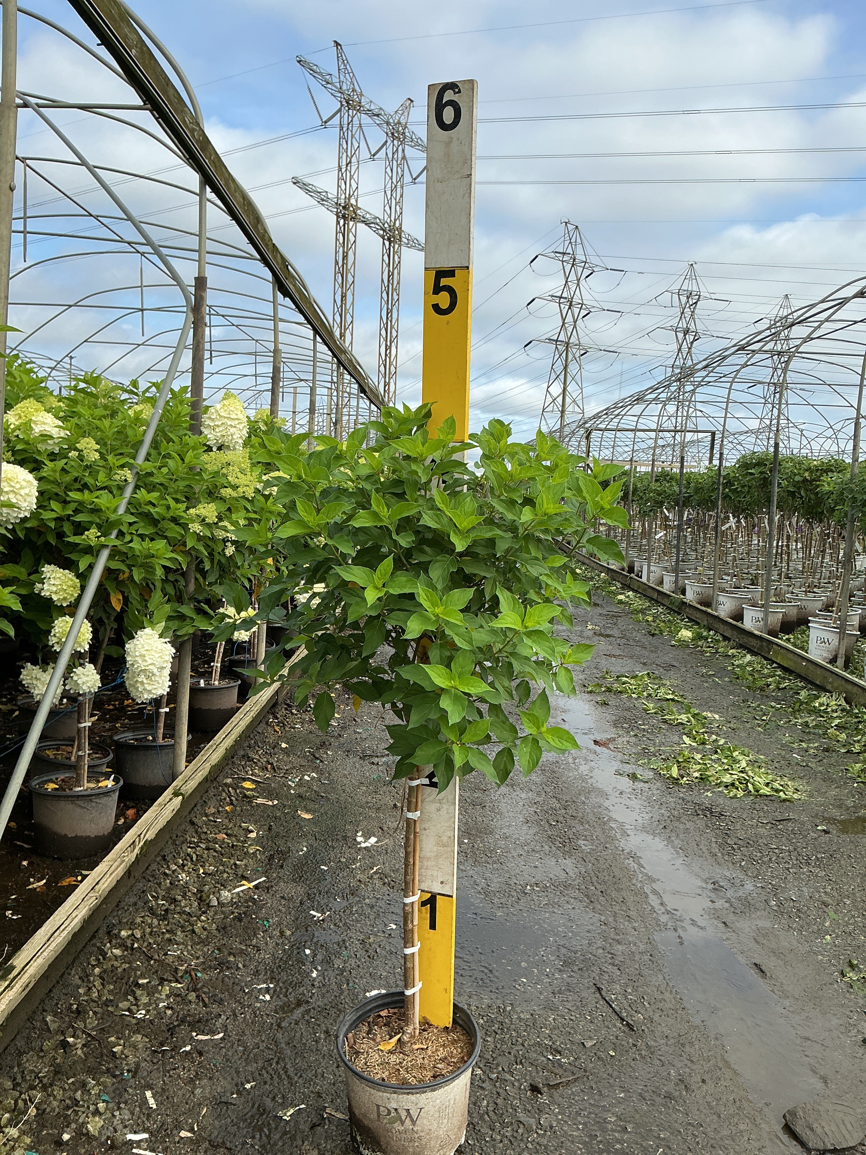 Hydrangea paniculata 'Jane'