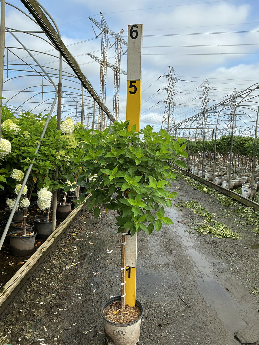 Hydrangea paniculata 'Jane'