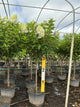 Hydrangea paniculata 'Renhy'