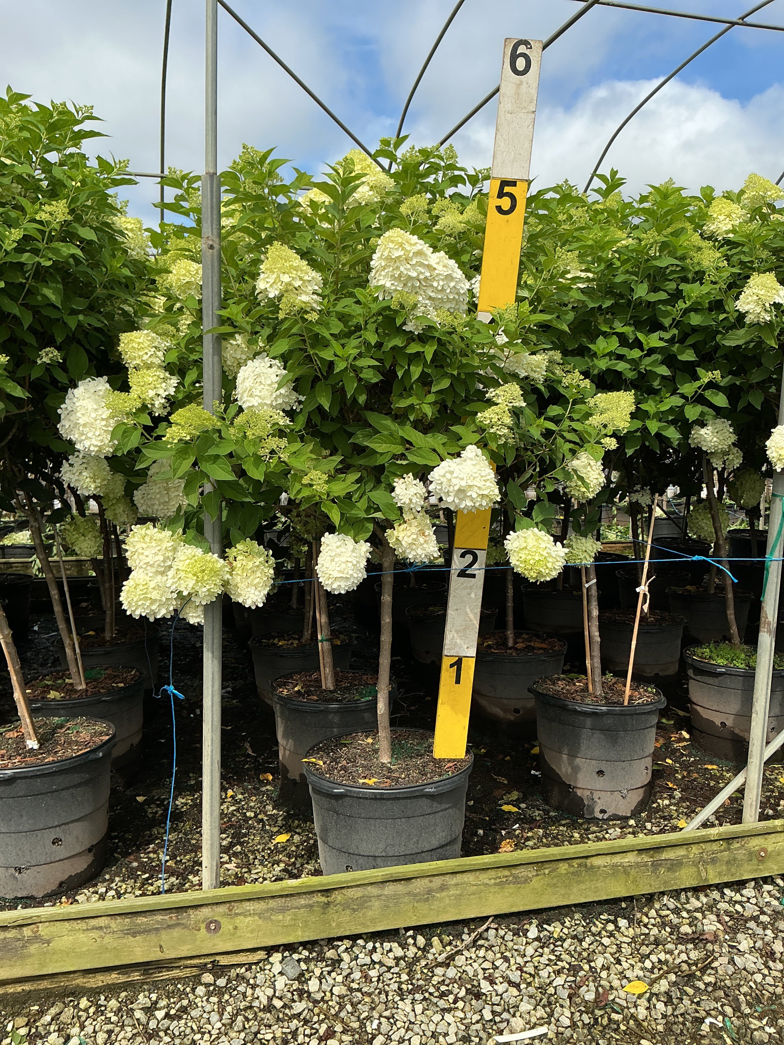 Hydrangea paniculata 'Zwijnenburg'