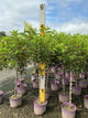 Hydrangea paniculata 'Renhy'