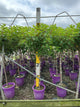 Hydrangea paniculata 'Renhy'