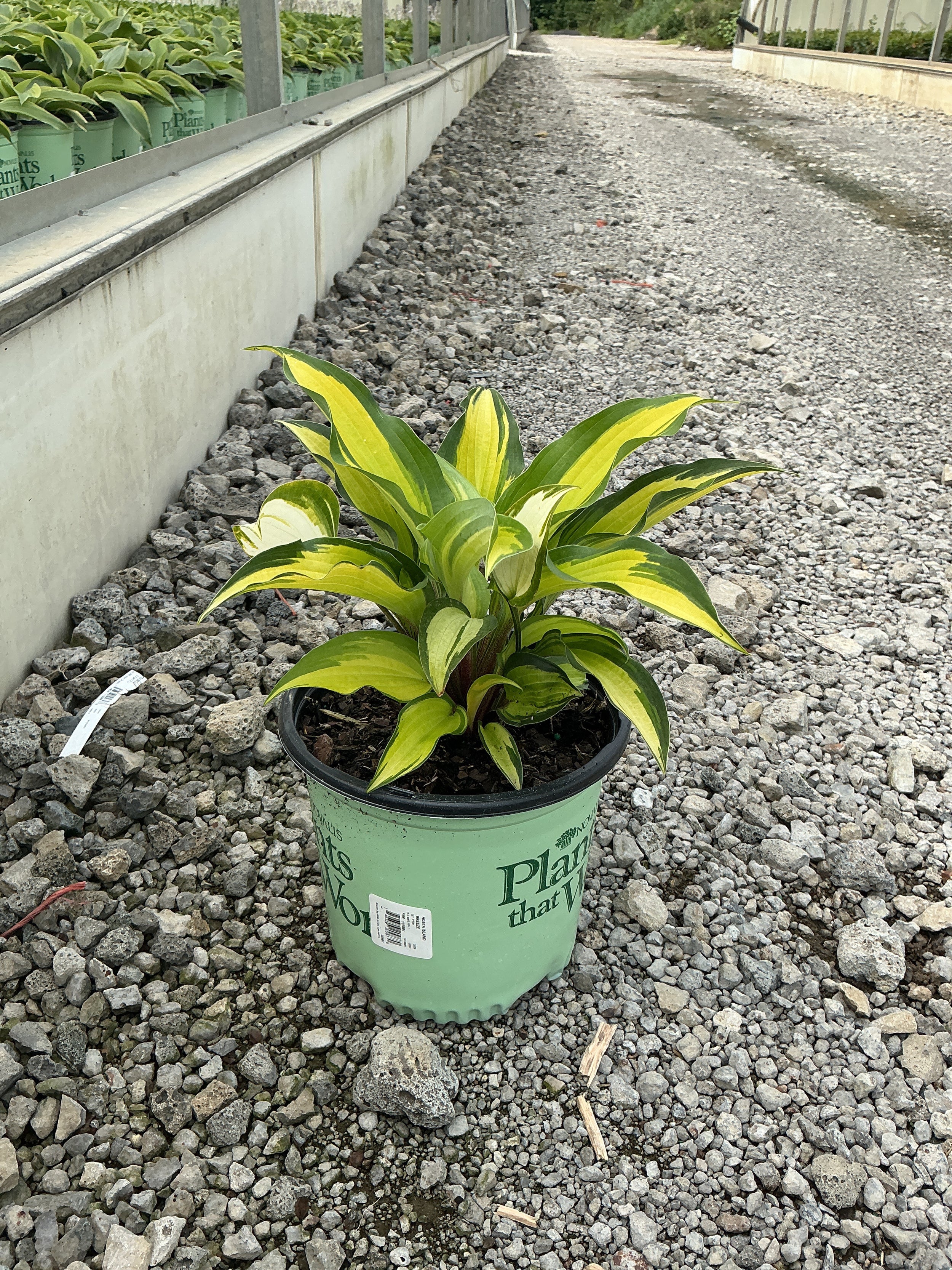 Hosta island 'Breeze'