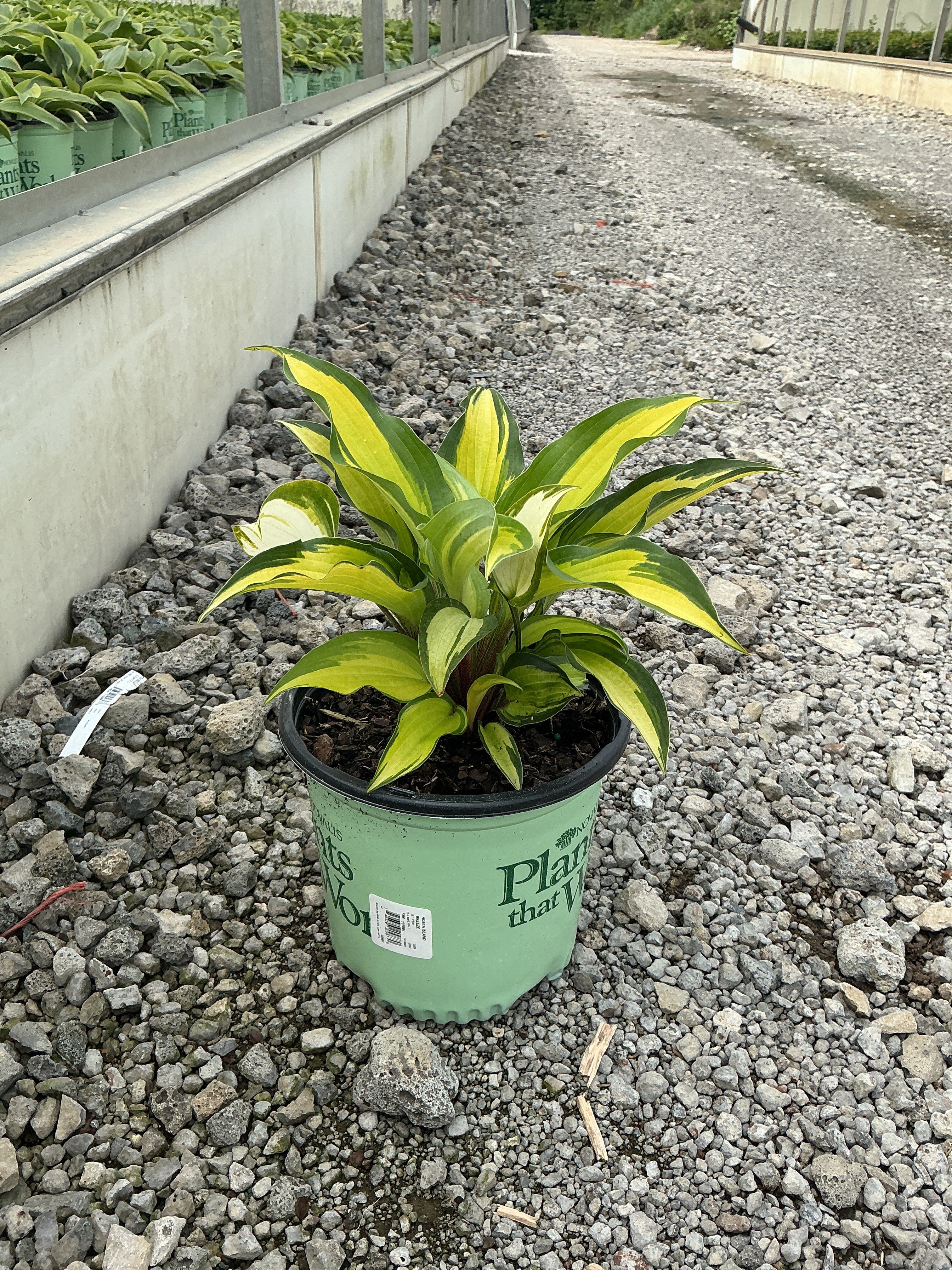 Hosta island 'Breeze'