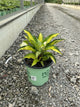 Hosta island 'Breeze'