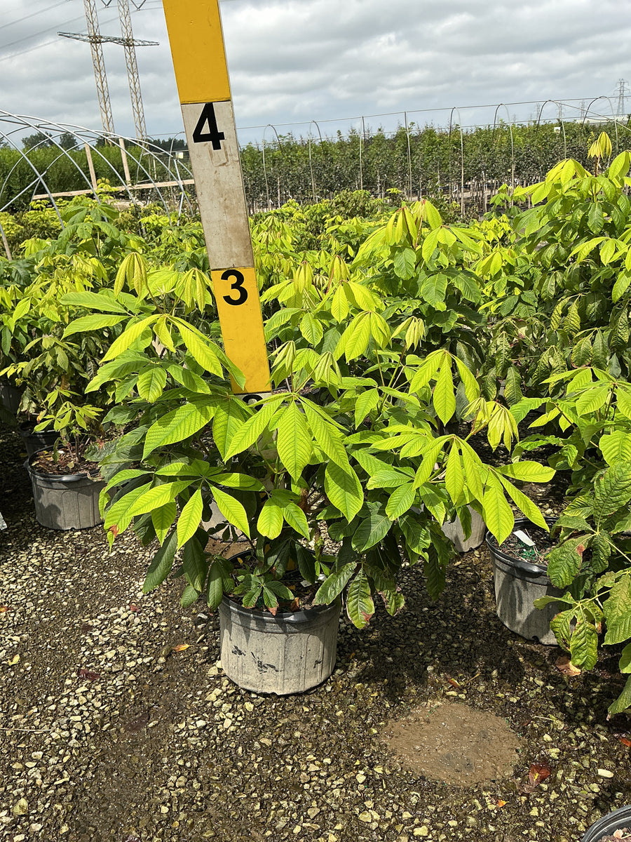 Aesculus parviflora