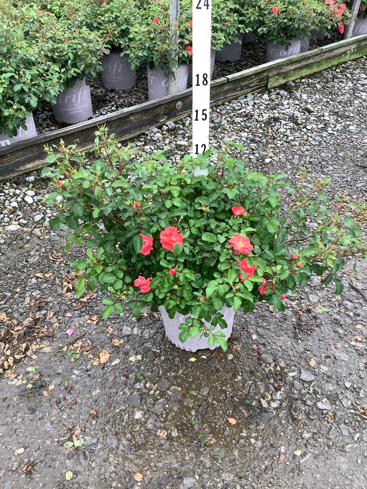 Rosa 'Drift Meigalpio'