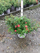 Rosa 'Drift Meigalpio'