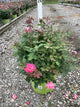 Rosa K.O 'Radtkopink'