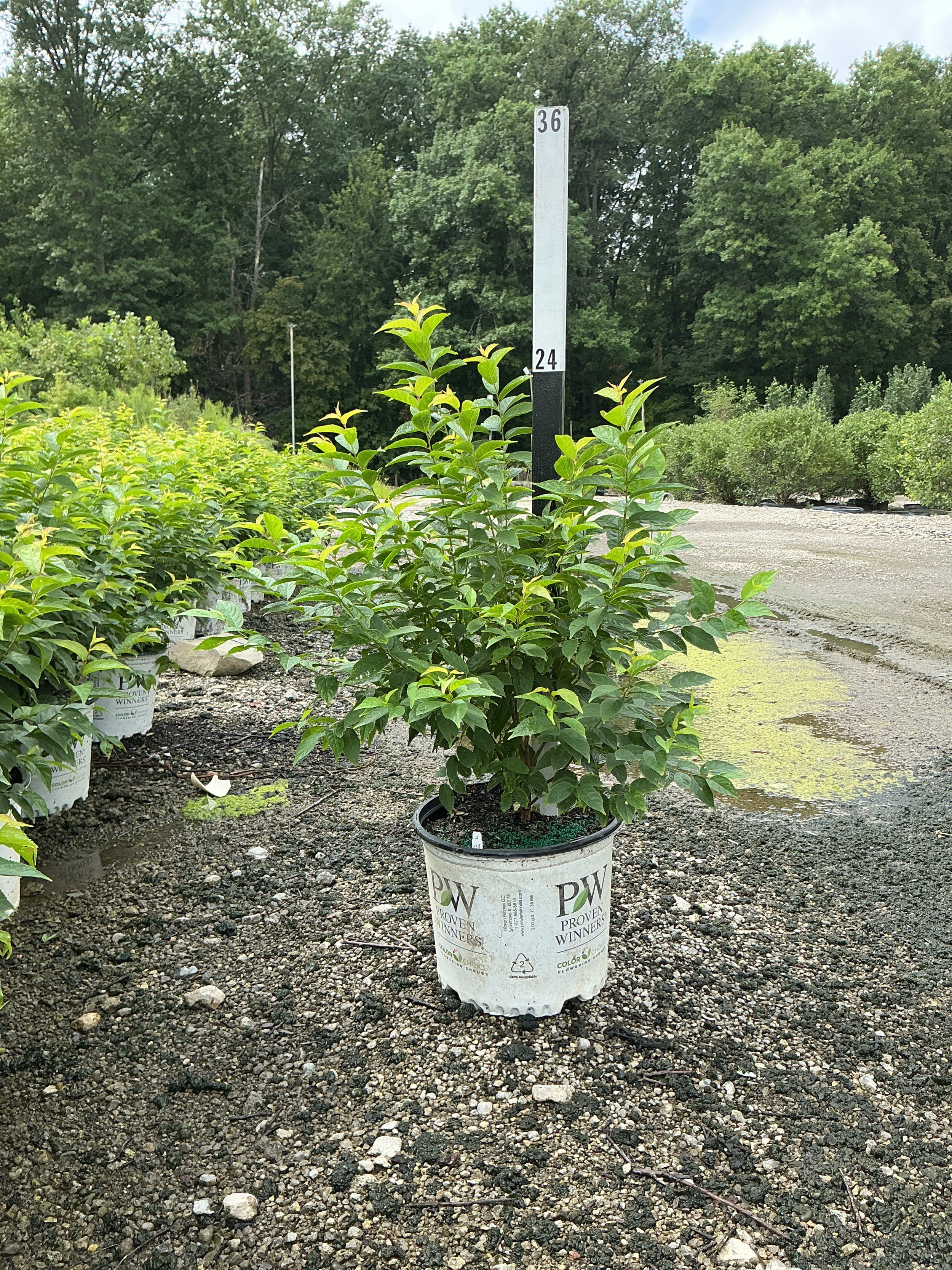 Prunus 'Fruit Easy As Pie'