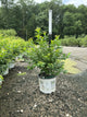 Prunus 'Fruit Easy As Pie'