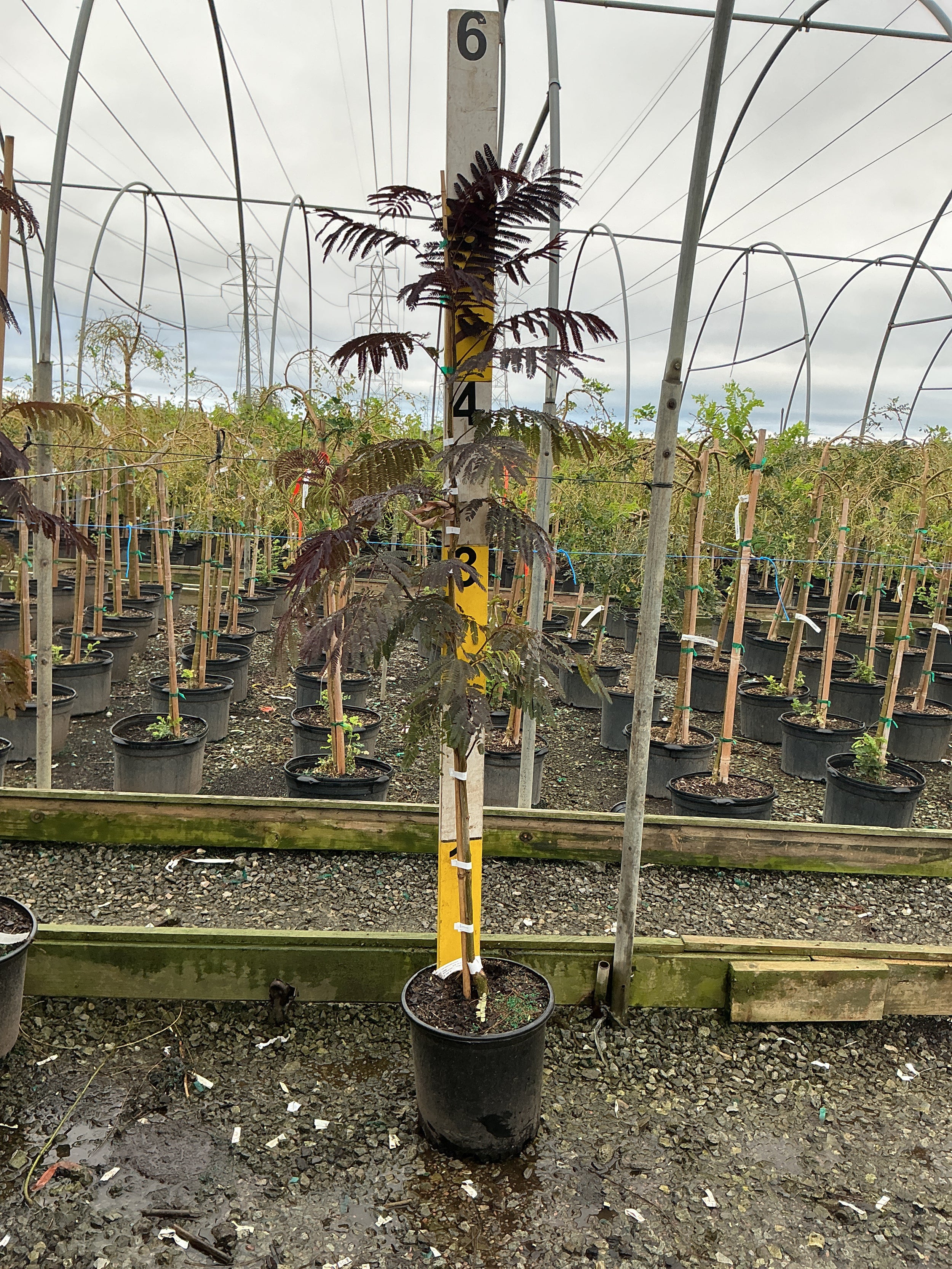 ALBIZIA JULIBRISSIN SUMMER CHOCOLATE